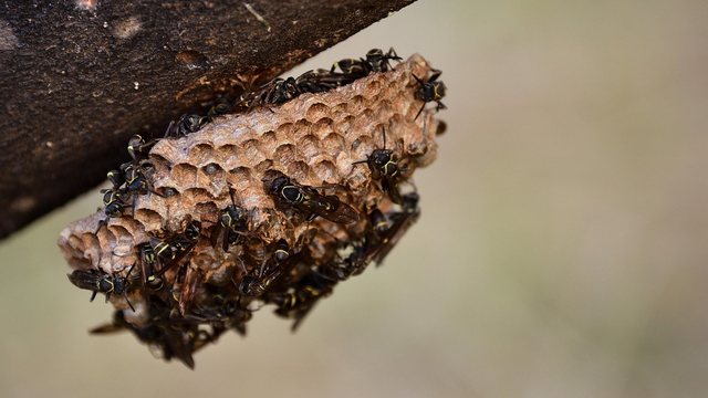 Hornisse auf einem Stück Holz