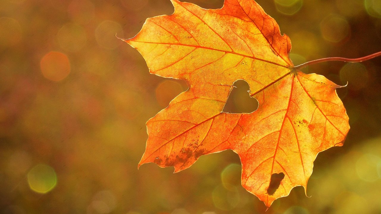Rechen und Laubbläser im Herbst