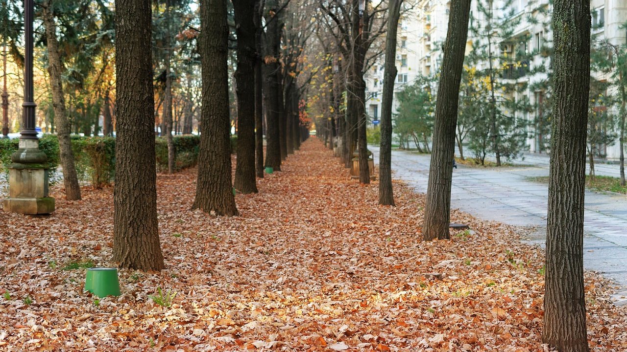 Herbstlaub auf einem städtischen Gehsteig