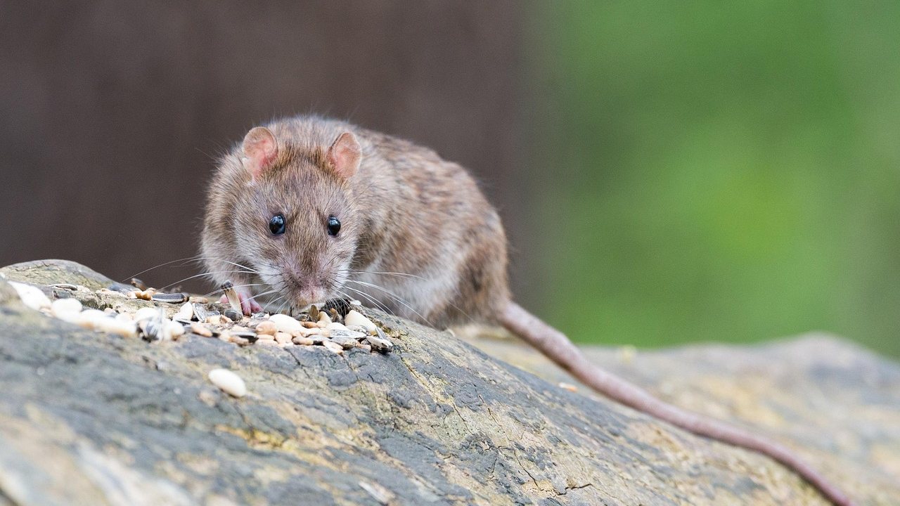 Ratte in einem städtischen Hinterhof