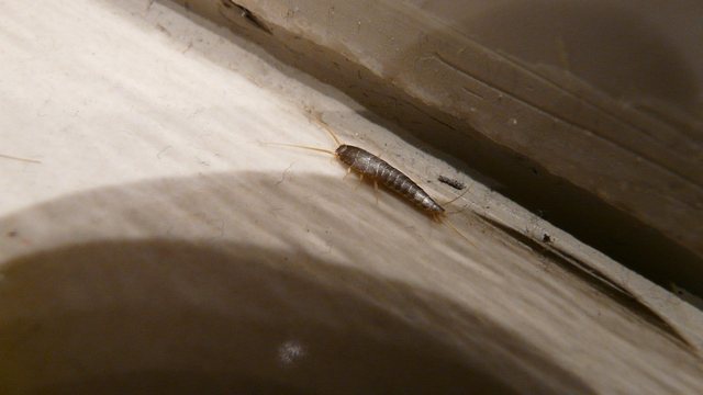 Feuchtes Bad mit Fliesen