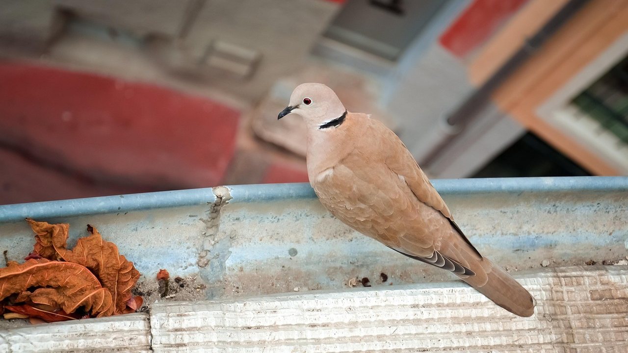 Tauben auf einem städtischen Balkon